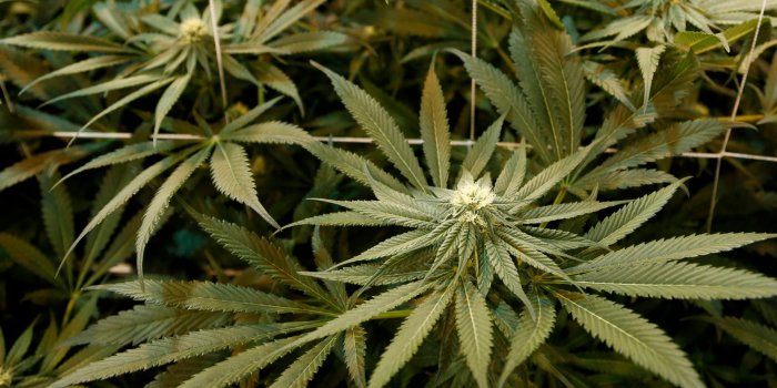 2560x1440 Gov. Cuomo hopes recreational marijuana is legalized by June