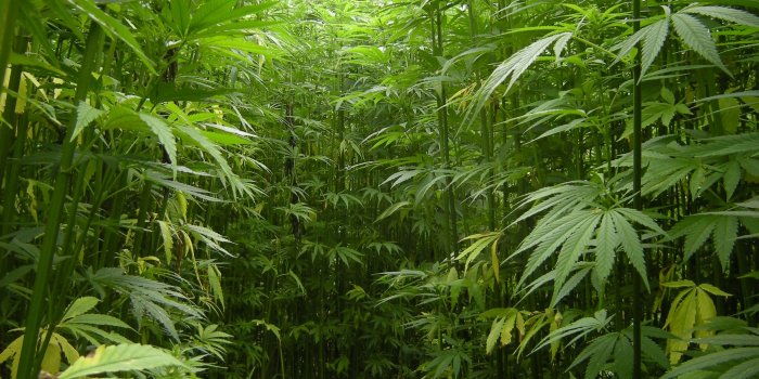 2448x3264 Hemp - Wikipedia