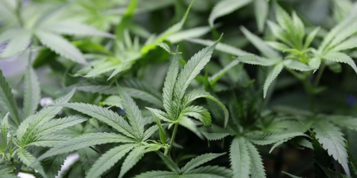 2048x1536 California brings in New Year by becoming largest state to legalise