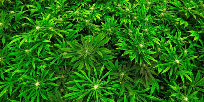 1600x900 New Jersey expanding its medical marijuana program