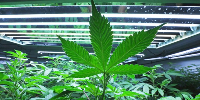 2560x1440 State asks for public opinions on new marijuana facility rules
