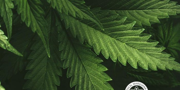 1024x768 MEDICAL MARIJUANA, I (MJNA) - Top 10 New Studies On The Effects of