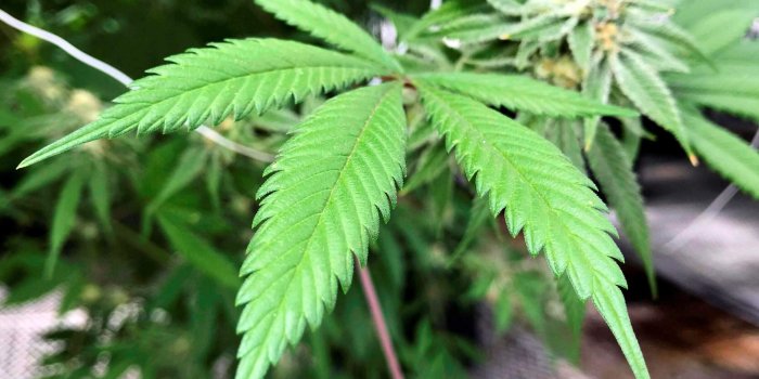 2155x1734 New Mexico legalizing marijuana job numbers may be 'decent'
