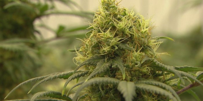 1920x1080 Medical Pot Laws No Answer for US Opioid Deaths, Study Finds