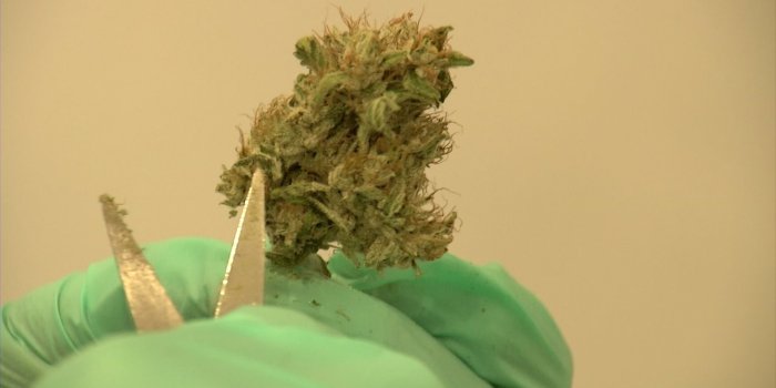 1920x1080 New Jersey seeks applicants for new medical marijuana firms