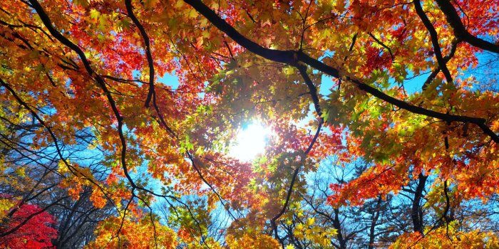 2560x1440 Fall HD Wallpaper | Background Image | 2560x1440 | ID:947298