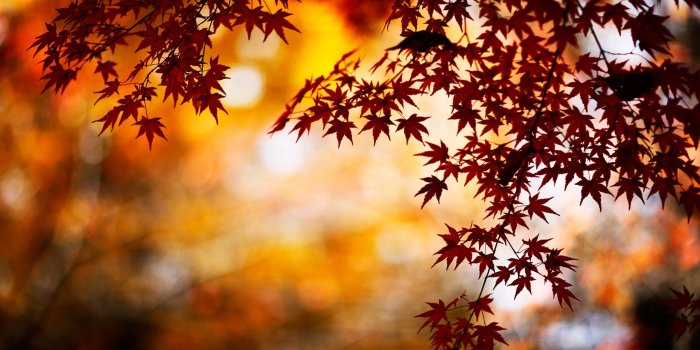 2560x1440 mashababko: Hd Desktop Wallpapers 2560x1440