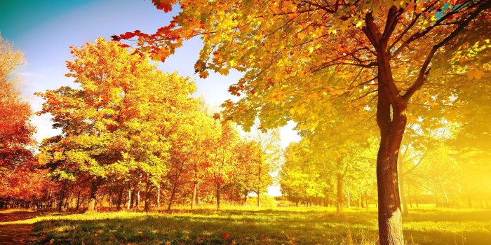 2560x1440 71+ Autumn Tree Wallpapers on WallpaperPlay