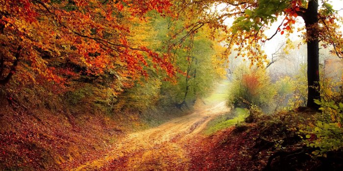 2560x1440 Hd 16 - - Fall Backgrounds For Chromebook (#128037) - HD Wallpaper