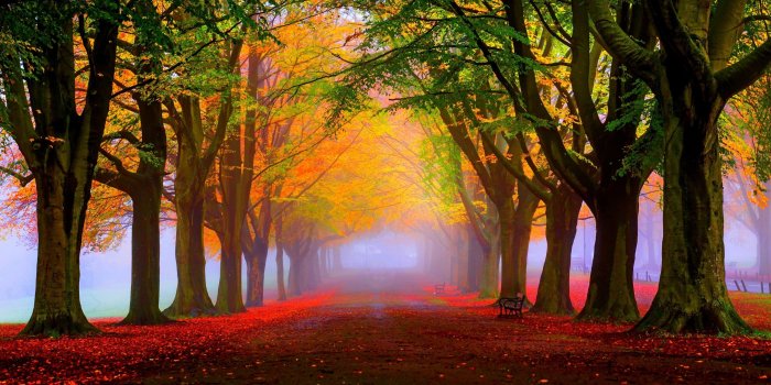 2560x1440 Wallpaper park, 5k, 4k wallpaper, 8k, autumn, beautiful, leaves