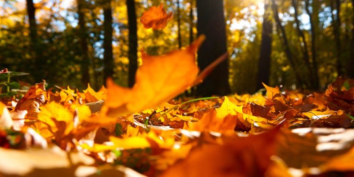 2560x1440 Autumn falling leaves ground autumn-fall home-decor sincere-home