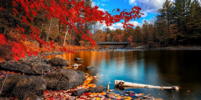 2560x1440 Free photo: Fall Foliage - Tree, Wild, Nature - Free Download - Jooinn