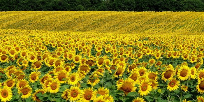 2560x1440 Download wallpaper 2560x1440 field, sunflowers, landscape, summer