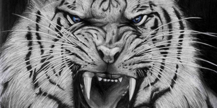 4644x3354 Cool White Tigers wallpaper background | Animals in 2019 | Tiger