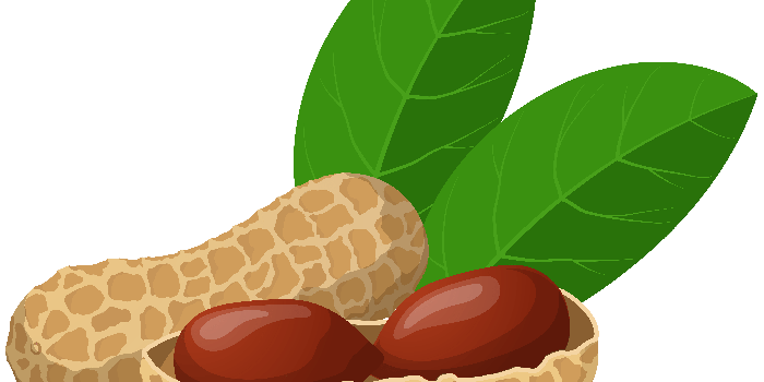 8000x5925 X clipart peanuts for free download and use images in presentations