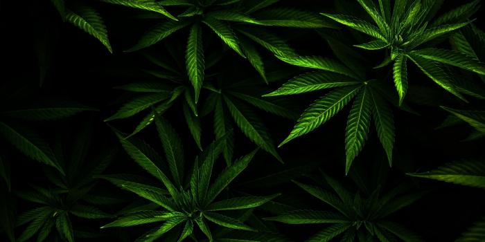 3000x1973 Weed 1080P, 2K, 4K, 5K HD wallpapers free download | Wallpaper Flare