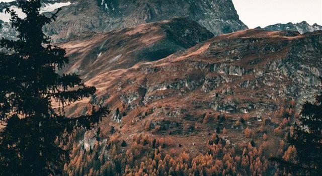 640x1385 cold mornings in the mountains iPhone X wallpaper #tree #forest