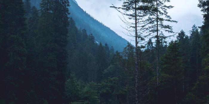 1125x2436 iPhonepapers.com | iPhone 8 wallpaper | np32-mountain-wood-night