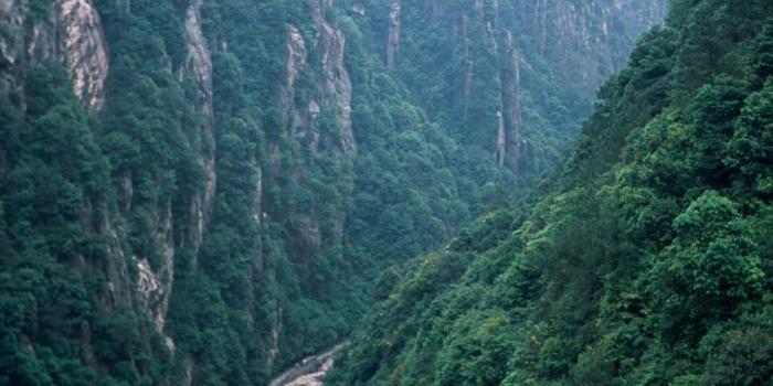 1080x1920 Nature Mountain Forest iPhone 6s Wallpapers HD