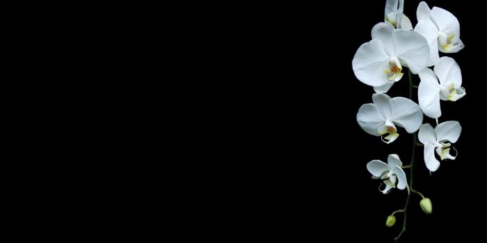 1280x800 black background flowers nature orchids white flowers wallpaper