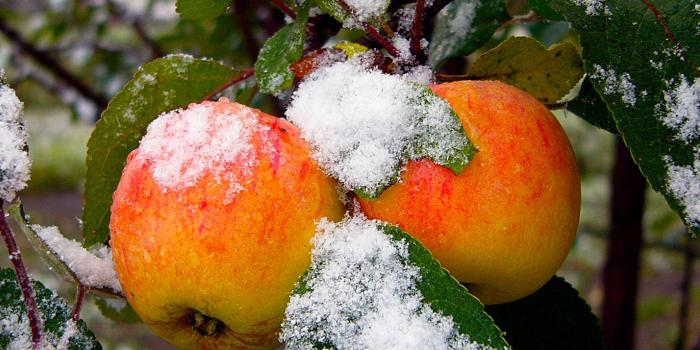 1428x1280 Cold Apples Wallpaper by dashti33 - 3d - Free on ZEDGE™