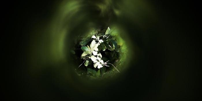 1600x1000 Phone Wallpapers: Nature Widescreen Wallpapers Free Download