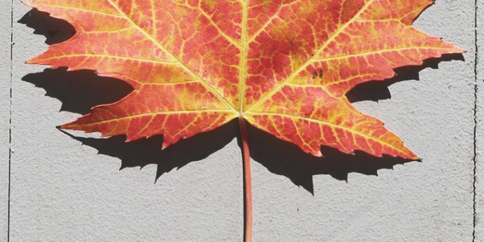 736x1308 8 Free Autumn Inspired iPhone 7 Plus Wallpapers | Preppy Wallpapers