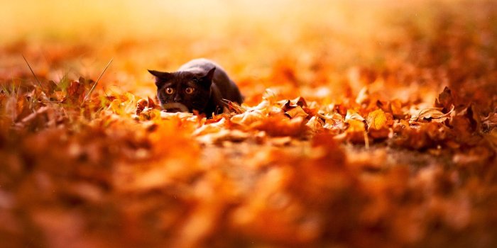1920x1107 Keywords Cute Fall Wallpaper Backgrounds and Tags 1920x1107