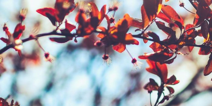 736x1308 8 Free Autumn Inspired iPhone 7 Plus Wallpapers | Preppy Wallpapers