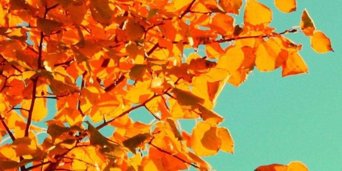 1080x1920 Fall Wallpaper Backgrounds With Pumpkins (55+ images)