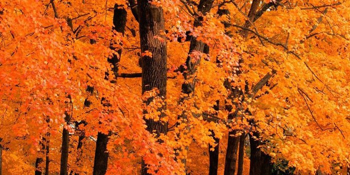 2048x2048 Fall - Background, Gallery 531749169