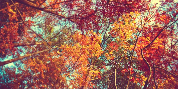 1920x1280 Fall Background Wallpaper (74+ pictures)