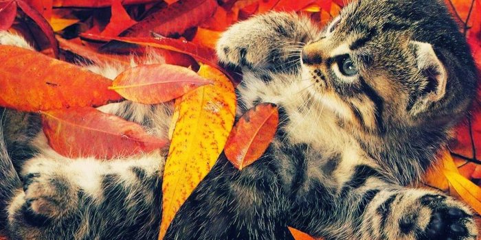 1920x1080 Fall Wallpapers (30+ images) on Genchi.info