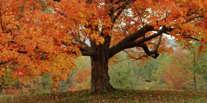 1920x1080 Cute Fall Desktop Backgrounds Wallpaper. Desktop Background