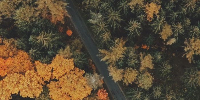 736x1308 8 Free Autumn Inspired iPhone 7 Plus Wallpapers | Preppy Wallpapers