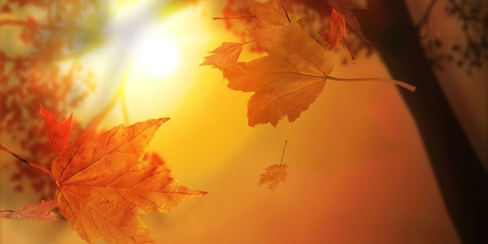 1920x1080 Cute Fall Desktop Backgrounds HD Wallpaper, Background Images