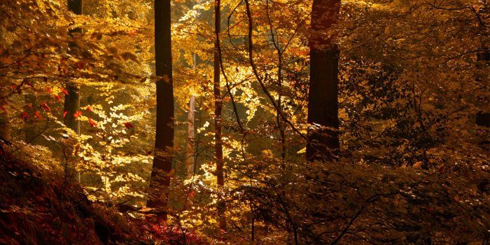 1920x1200 Mac Wallpaper, Display,cute, Trees, Forest Autumn, Woods, Fall