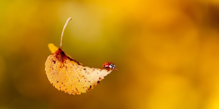 1920x1227 cute-fall-wallpapers-wallpaper-cave-cute-autumn-desktop-wallpaper