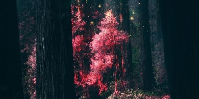736x1308 15 Magical Eye Makeup Ideas | Anime Wallpapers | Forest wallpaper