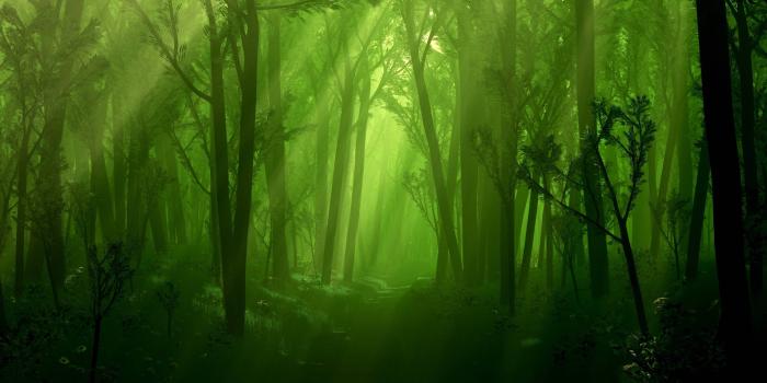 2560x1600 Magical Forest Wallpapers - Top Free Magical Forest Backgrounds