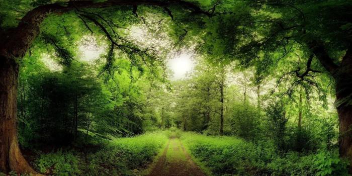 1920x1080 Magic Forest Wallpapers