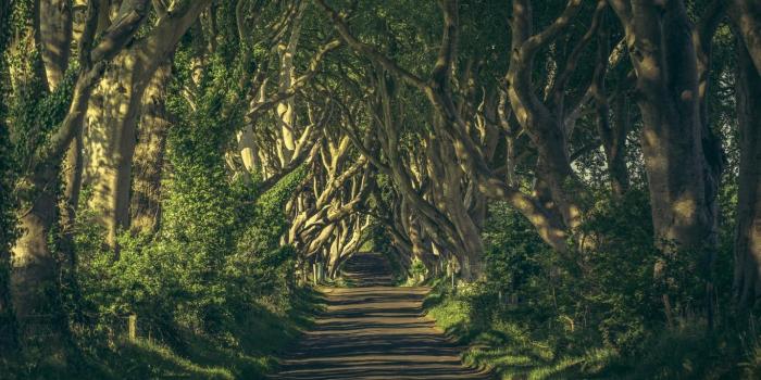 1366x768 Magical woods wallpaper #8757 | Green Magic | Dark wood wallpaper