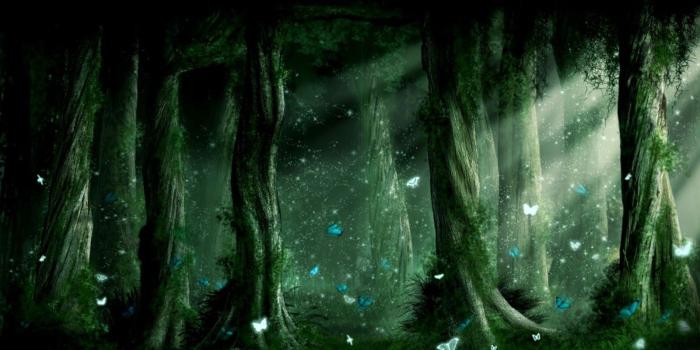 1600x871 Magic Forest Wallpaper | Image Wallpapers