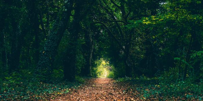 4000x2250 A Certain Magical Forest 4K wallpaper