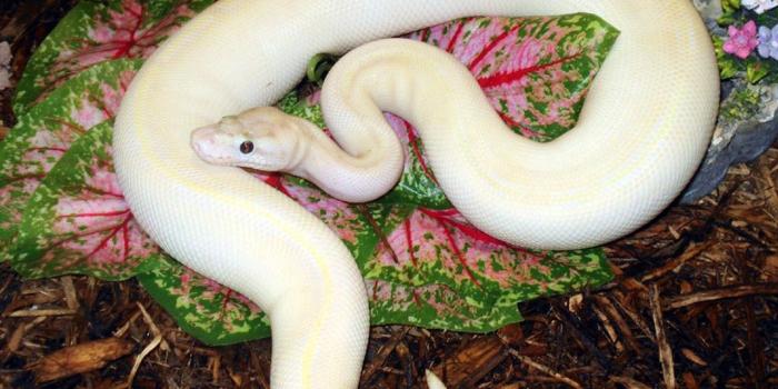 1280x1024 2 Phyton Ivory Ball Python Desktop Wallpaper with 1280x1024