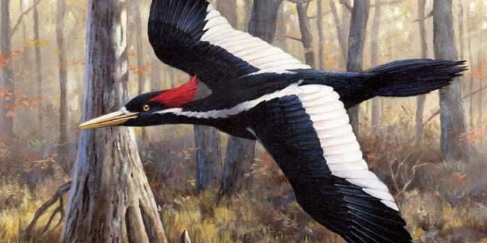 1024x768 Free download Ivory Billed Woodpecker Wallpaper HD Backgrounds