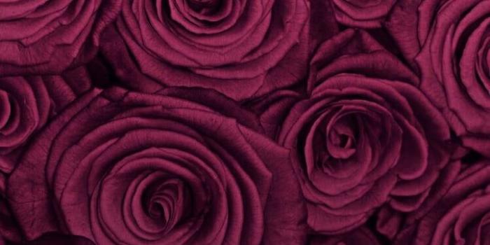 720x1280 Burgundy Roses shared by Chanel on We Heart It