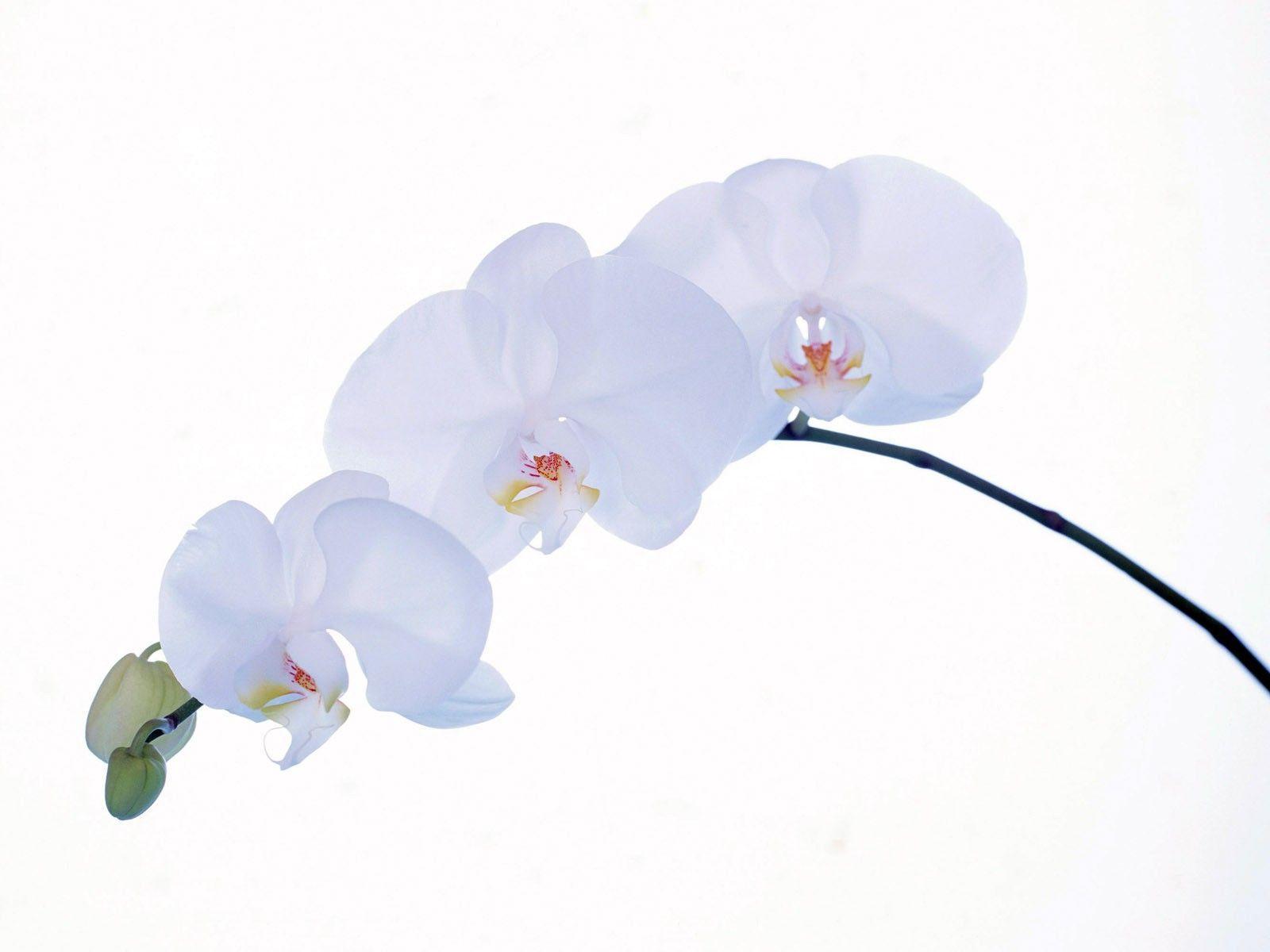 1600x1200 White Orchid Wallpapers