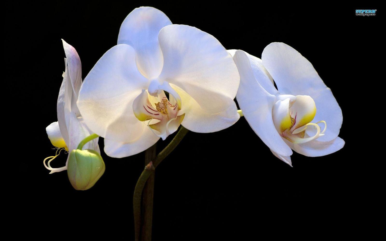 1680x1050 White Orchid Wallpapers
