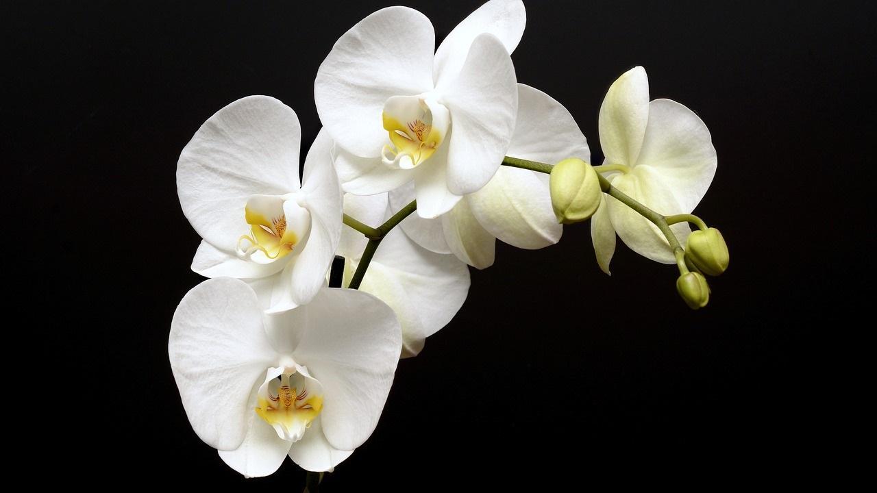 1280x720 White Orchid Wallpaper for Android - APK Download